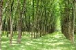 Giá cao su kỳ hạn tại Tokyo tăng lên mức cao mới 1 tuần